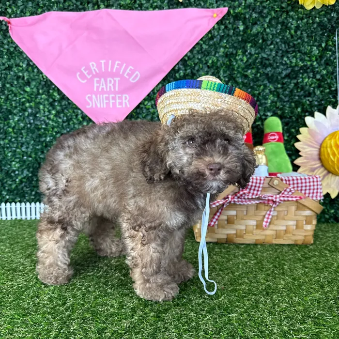 Female Cockapoo puppy named Paloma for sale at Puppy Dreams - Missouri City.