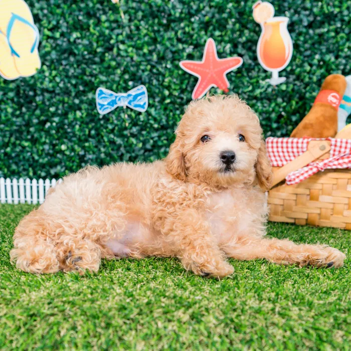 Male Mini Poodle puppy named Lando for sale at Puppy Dreams - Missouri City.