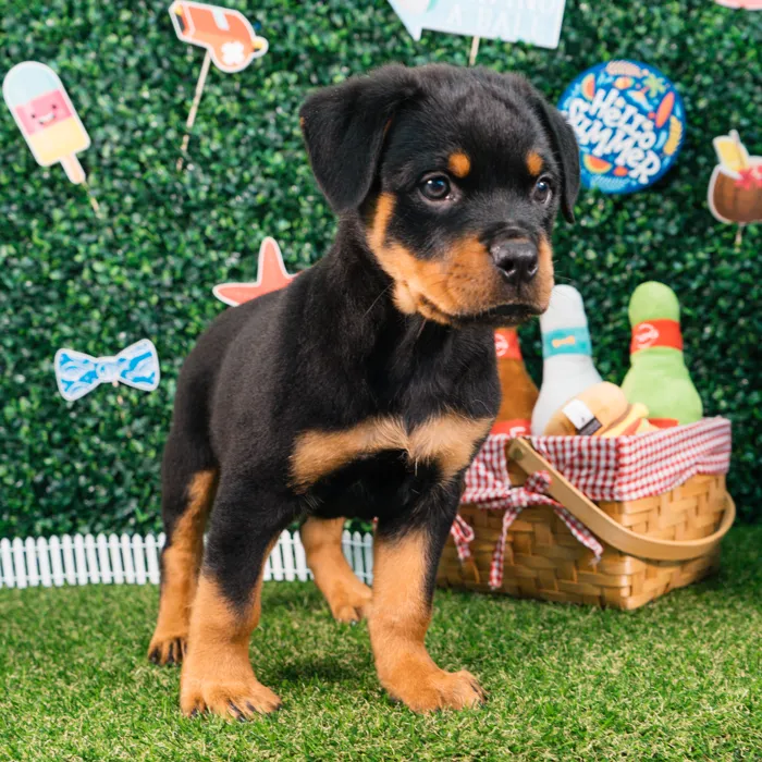Male Rottweiler puppy named Hulk for sale at Puppy Dreams - Missouri City.