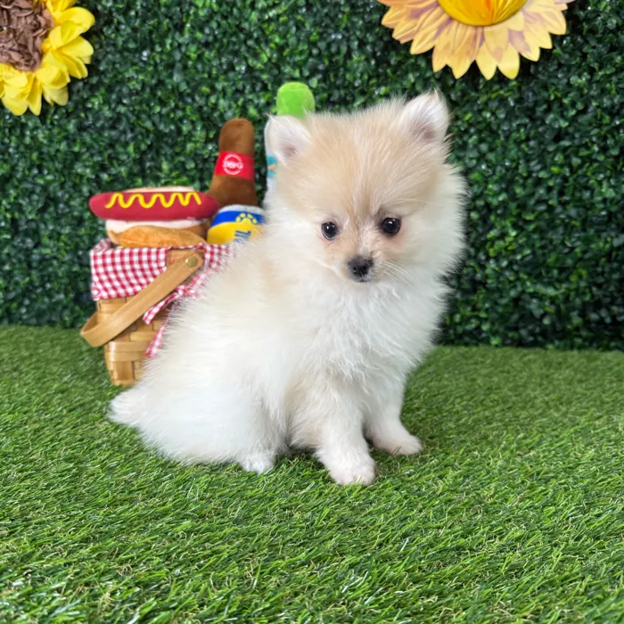 Female Pomeranian puppy named Matcha for sale at Puppy Dreams - Missouri City.
