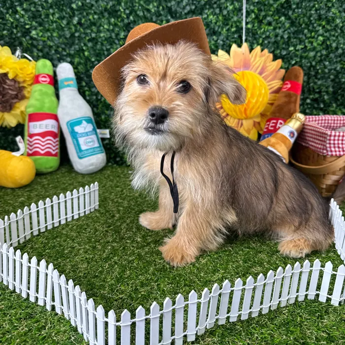 Male Shorkie puppy named Alvin for sale at Puppy Dreams - Missouri City.