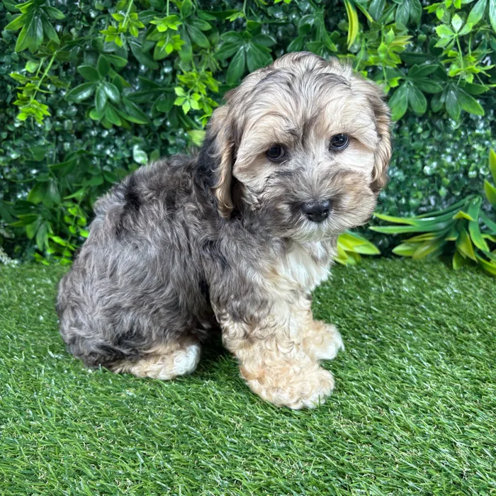 Male Cockapoo puppy named Wiley for sale at Puppy Dreams - Katy.