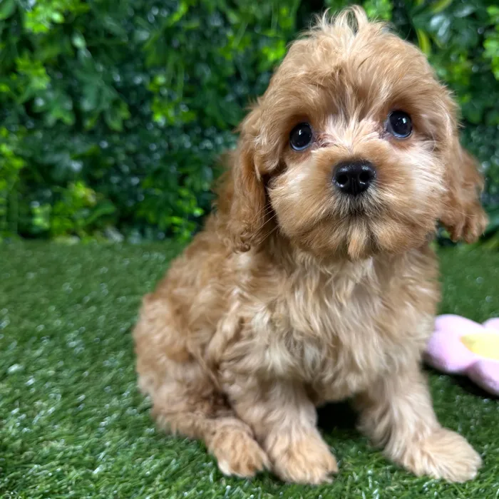 Female Cavapoo puppy named Fiji for sale at Puppy Dreams - Katy.