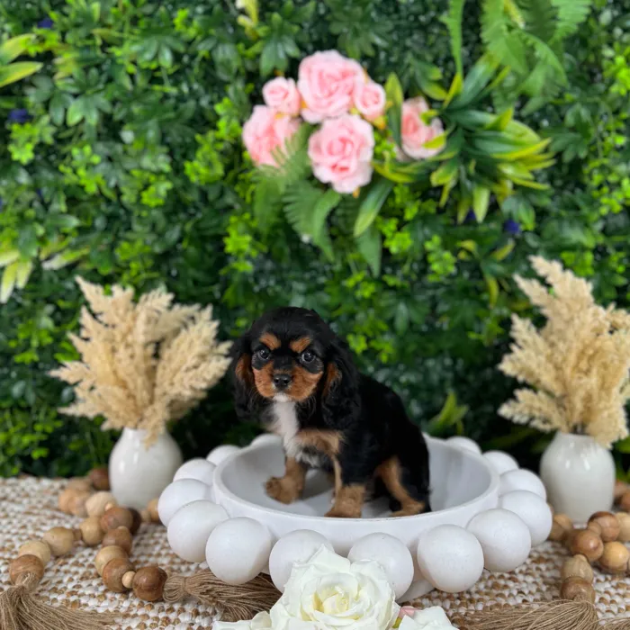 Male Cavalier King Charles Spaniel puppy named Domino for sale at Puppy Dreams - Katy.