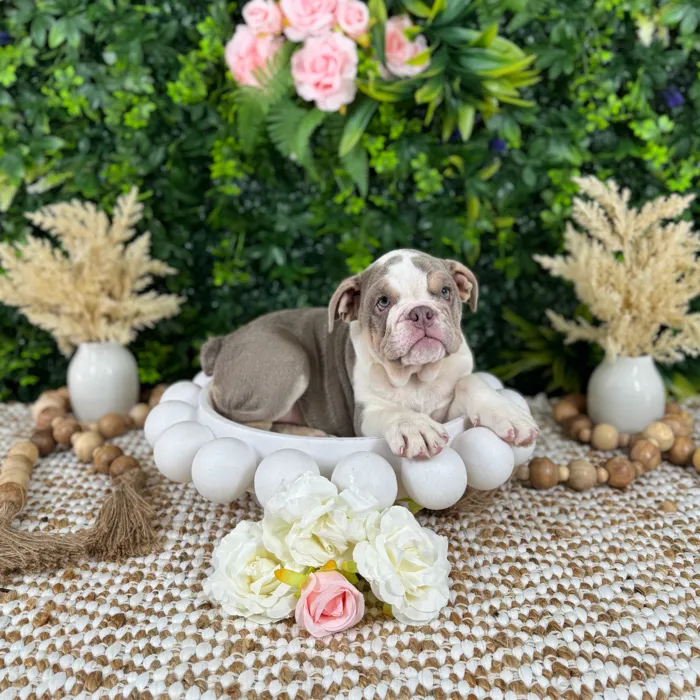 Female English Bulldog puppy named Ellen for sale at Puppy Dreams - Katy.