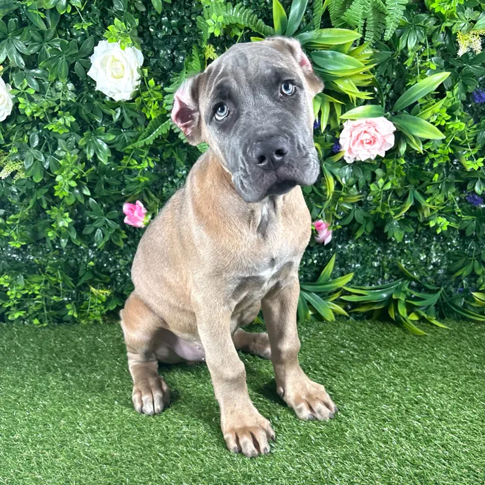 Male Cane Corso puppy named Salvatore for sale at Puppy Dreams - Katy.