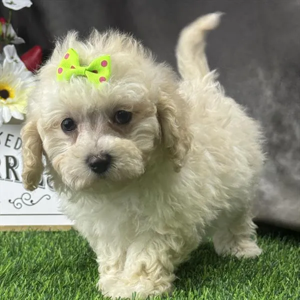 Female Hybrid puppy for sale at Puppy Dreams - Missouri City.