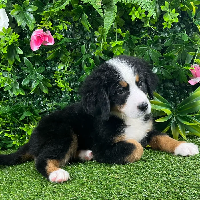 Female Bernese Mountain Dog puppy named Cleo for sale at Puppy Dreams - Katy.