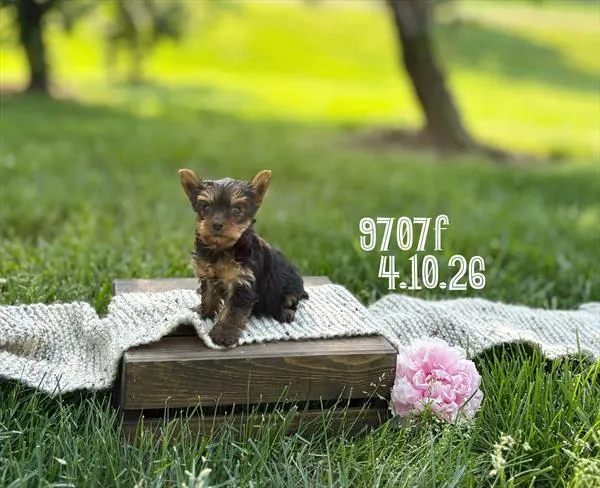 Female Yorkie puppy for sale at Puppy Dreams - Missouri City.