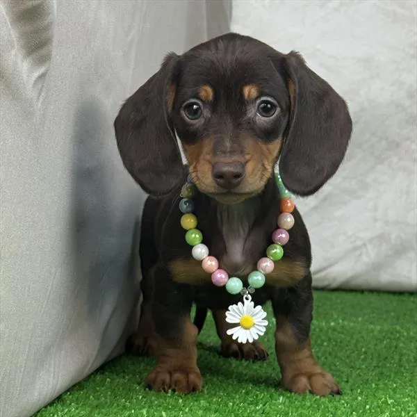 Female Dachshund puppy for sale at Puppy Dreams - Missouri City.