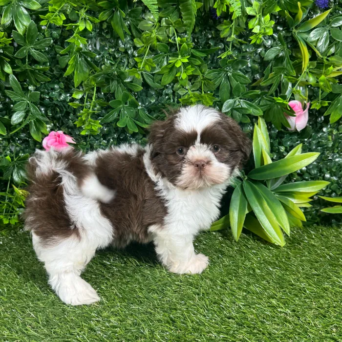 Male Shih Tzu puppy named Beaux for sale at Puppy Dreams - Katy.