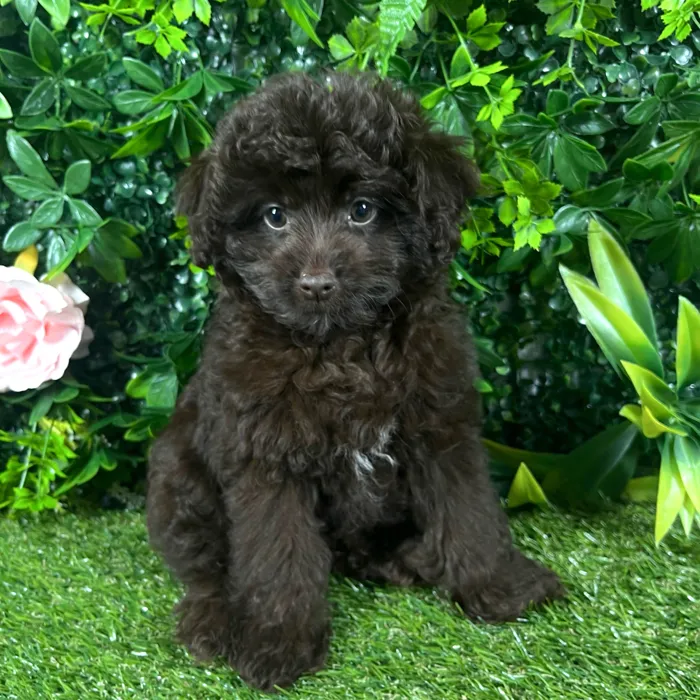 Female Pom-A-Poo puppy named Sunday for sale at Puppy Dreams - Katy.