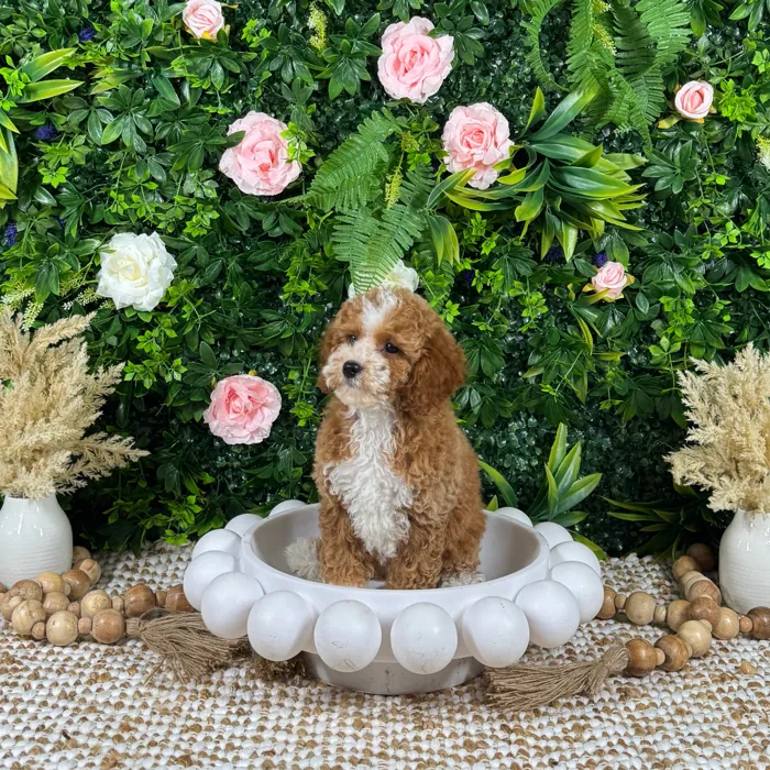 Female Mini Goldendoodle puppy named Zara for sale at Puppy Dreams - Katy.