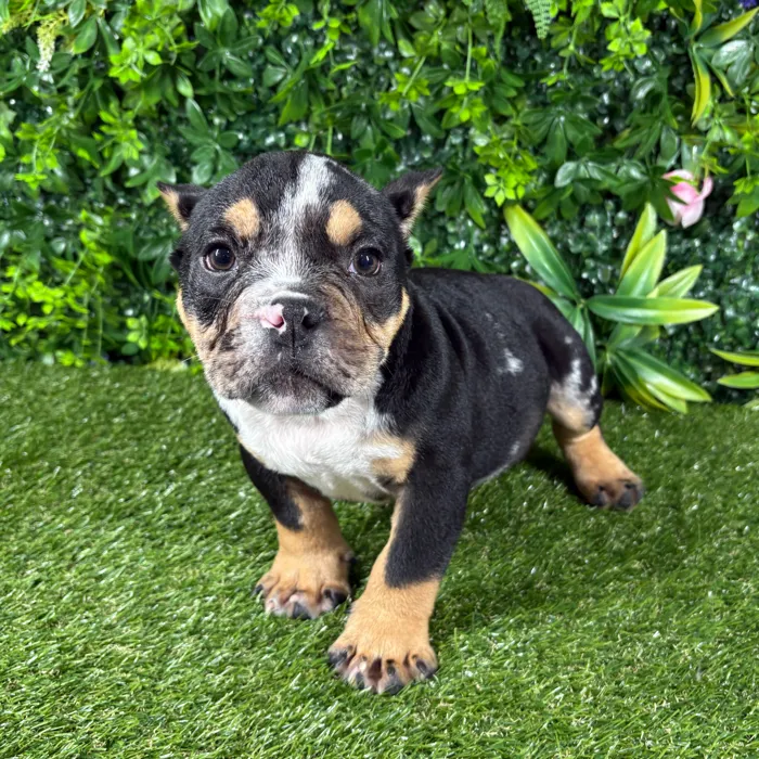 Male American Bully puppy named Rio for sale at Puppy Dreams - Katy.