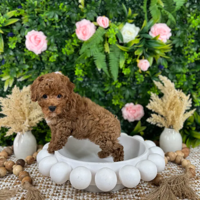 Male Cockapoo puppy named James for sale at Puppy Dreams - Katy.