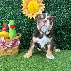 Male English Bulldog puppy named Brian for sale at Puppy Dreams - Missouri City.