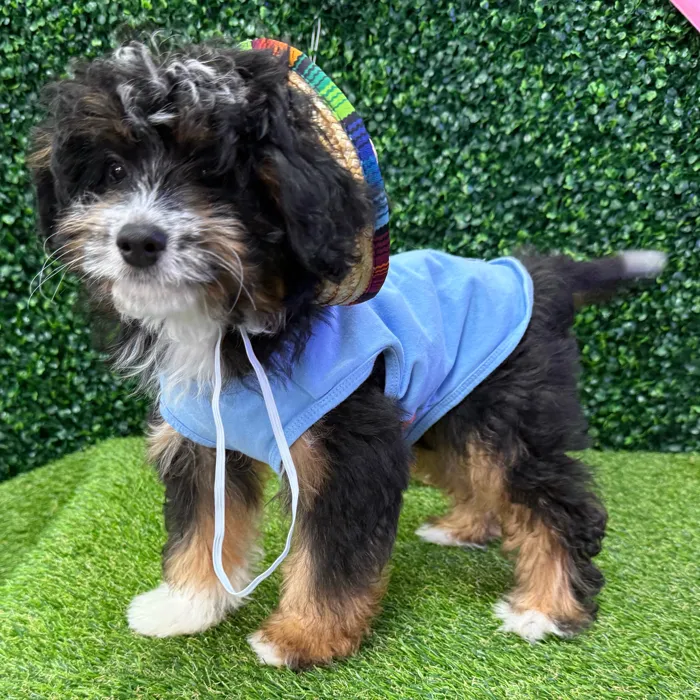 Male Aussie-Poo puppy named Nacho for sale at Puppy Dreams - Missouri City.