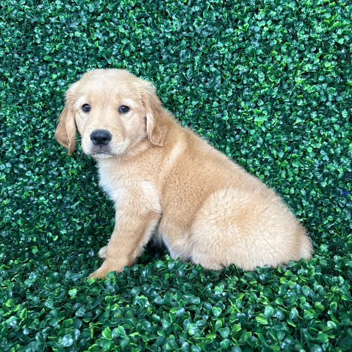 image_cropper_E33D3533-792D-48E5-B826-F5C9C808496F-12912-0000085E38E4C886.jpg
