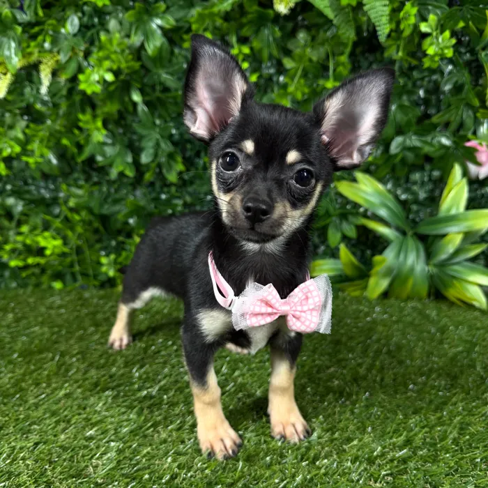 Female Chihuahua puppy named Lilo for sale at Puppy Dreams - Katy.