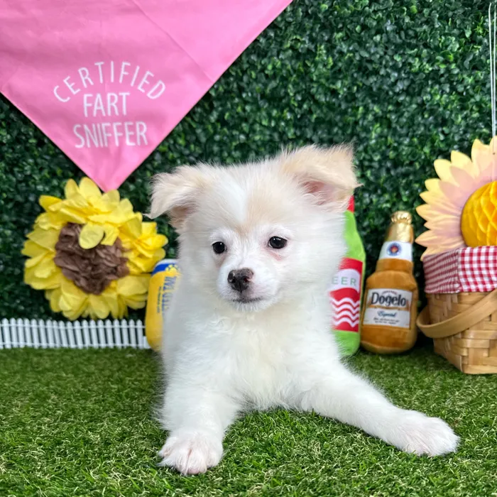 Male Pomchi puppy named Olaf for sale at Puppy Dreams - Missouri City.