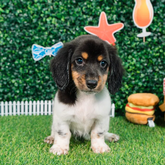 Male Dachshund puppy named Brandon for sale at Puppy Dreams - Missouri City.
