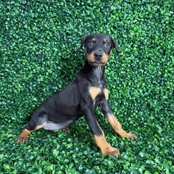 car_main_img_/media/ap_media/pets/ZFKKAAVWAUFI377719.webp.250x250_q85.webp