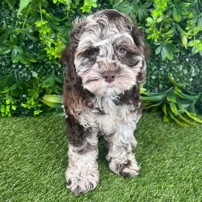 Male Cockapoo puppy named Remington for sale at Puppy Dreams - Katy.