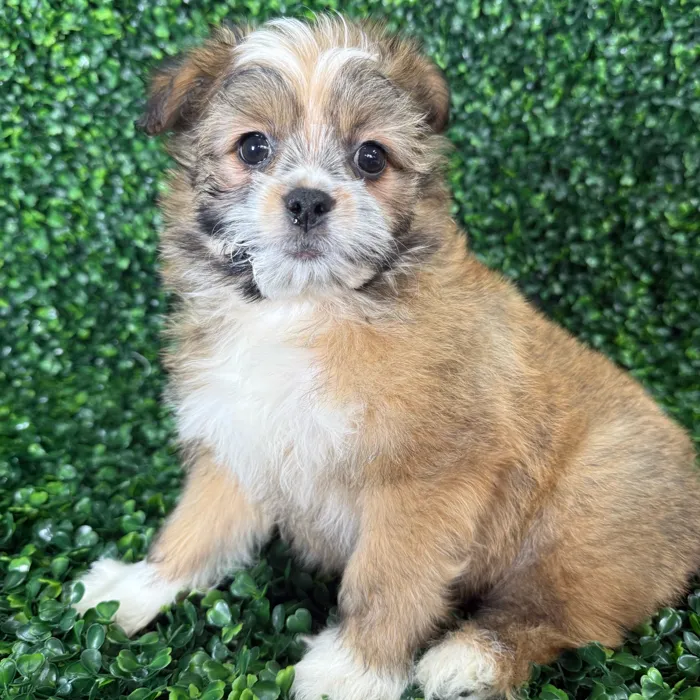 Male Teddy-Pom puppy named Pip for sale at Puppy Dreams - Missouri City.