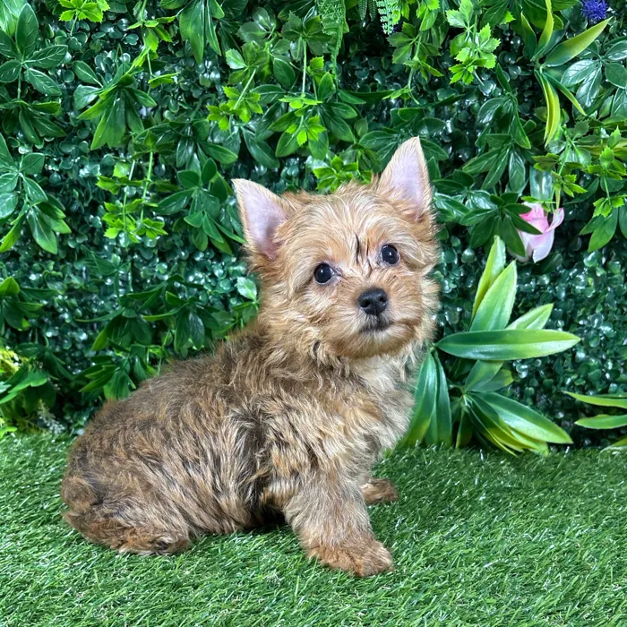 Female Yorkie puppy named Leila for sale at Puppy Dreams - Katy.