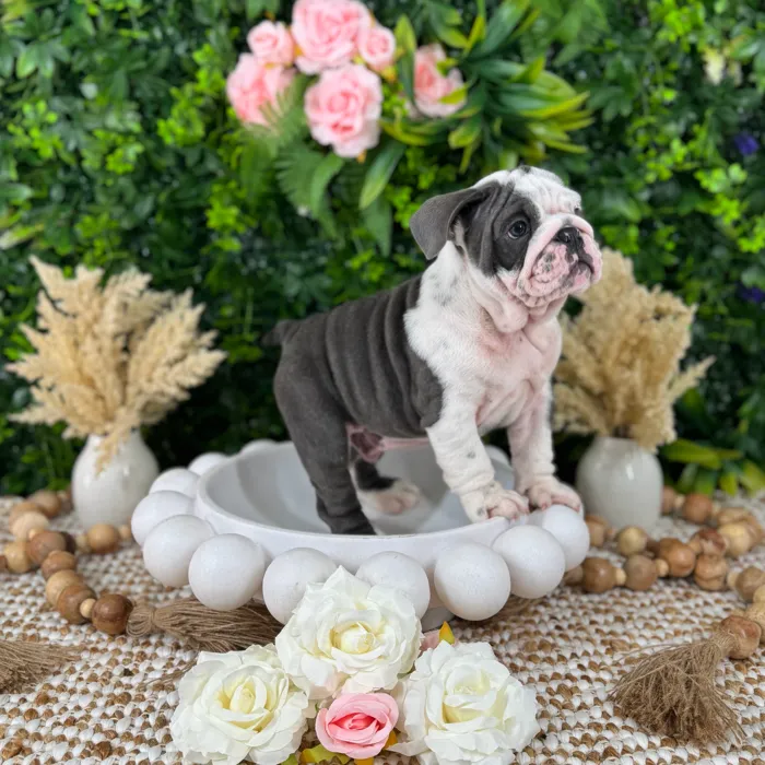 Male English Bulldog puppy named Gary for sale at Puppy Dreams - Katy.