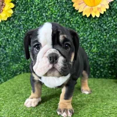 Female English Bulldog puppy named Princess Chunk for sale at Puppy Dreams - Missouri City.