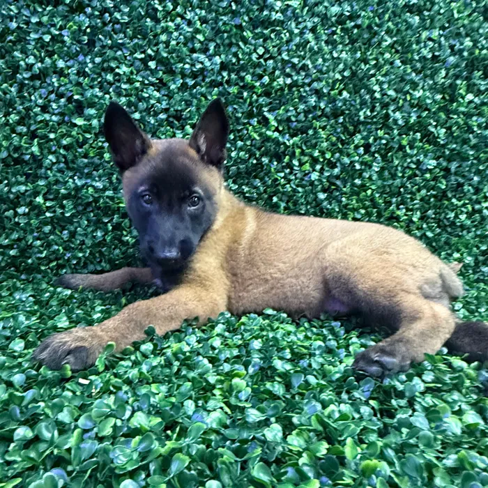 Male Belgian Malinois puppy named Espresso for sale at Puppy Dreams - Missouri City.