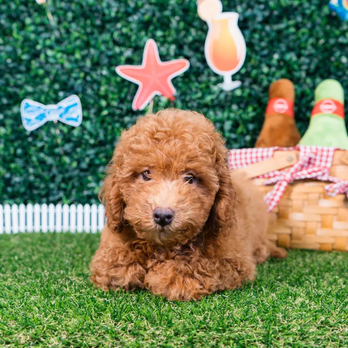 Male Mini Poodle puppy named Oscar for sale at Puppy Dreams - Missouri City.