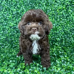 car_main_img_/media/ap_media/pets/ZNVQXLLQMZXN135855.webp.250x250_q85.webp