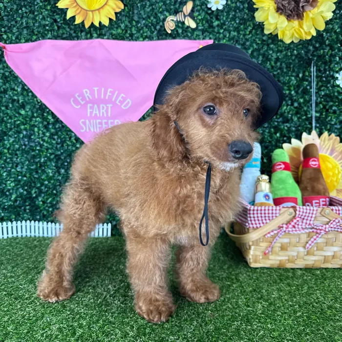 Male Goldendoodle puppy named Richard for sale at Puppy Dreams - Missouri City.