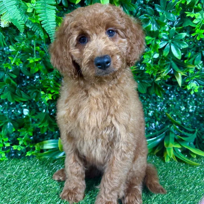 Female Mini Goldendoodle puppy named Malibu for sale at Puppy Dreams - Katy.
