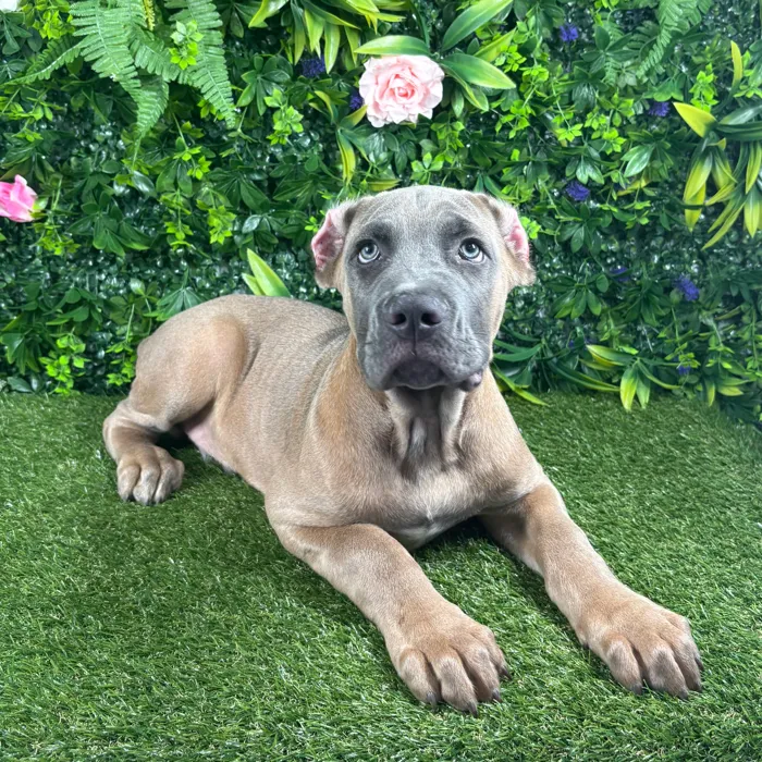 Male Cane Corso puppy named Salvatore for sale at Puppy Dreams - Katy.