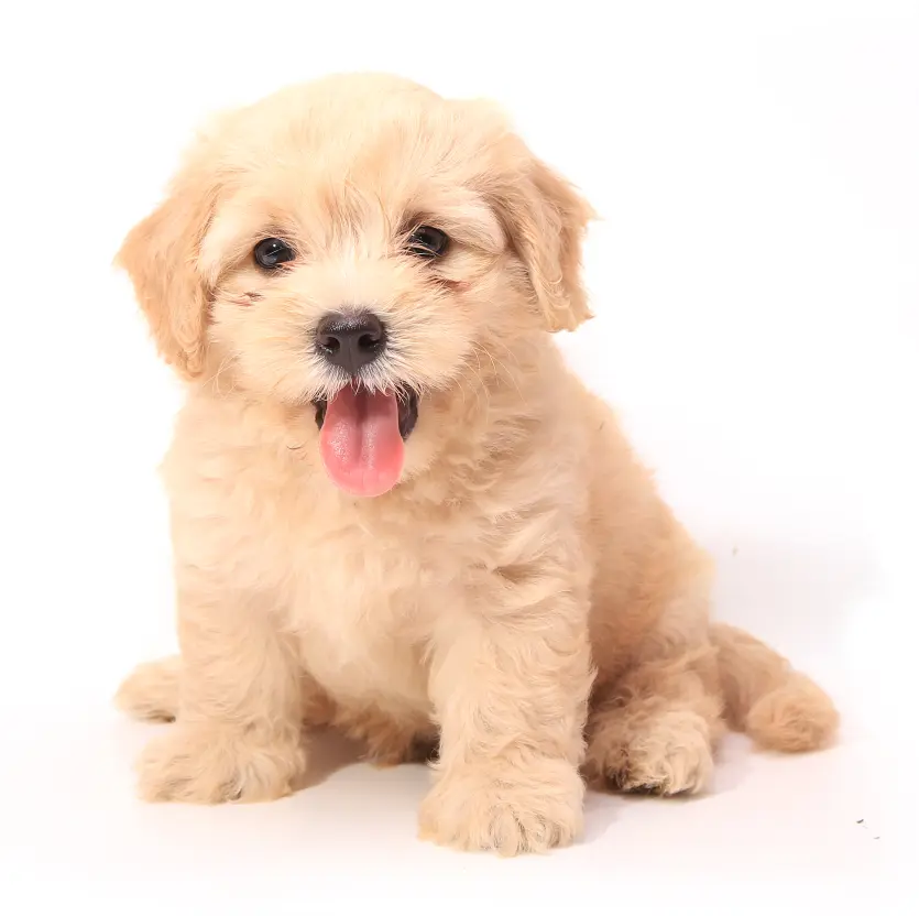 Puppies for Sale in Missouri City, TX