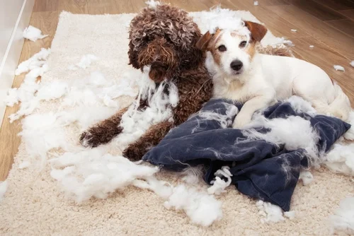 Tips for easing Teething Pains - Puppy Dreams Houston