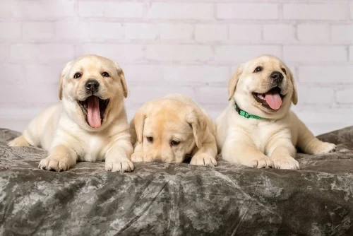 Find Your Perfect Puppy at Puppy Dreams Houston