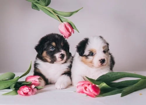 Fun Spring Activity Ideas - Puppy Dreams Houston