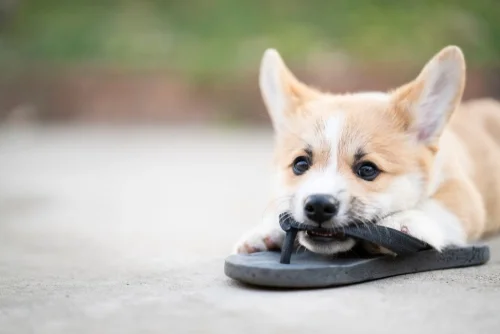 Teething Tips from Puppy Dreams Houston