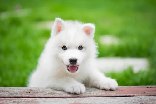 Puppy Spring Grooming at Puppy Dreams Houston