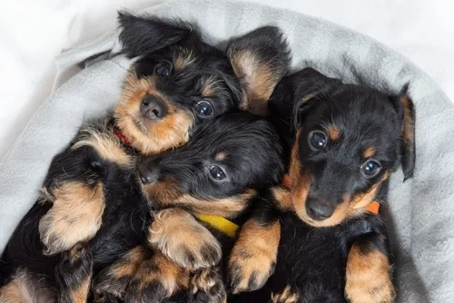 Choosing the Right Puppy at Puppy Dreams Houston