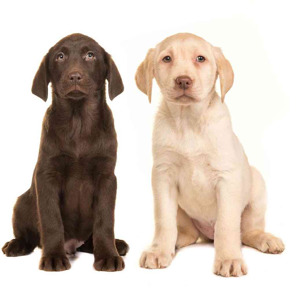 Labrador Retriever Puppies for Sale image