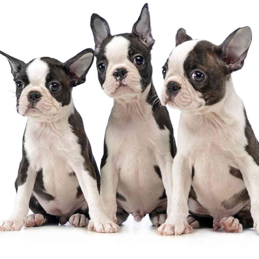 Boston Terrier Puppies for Sale image