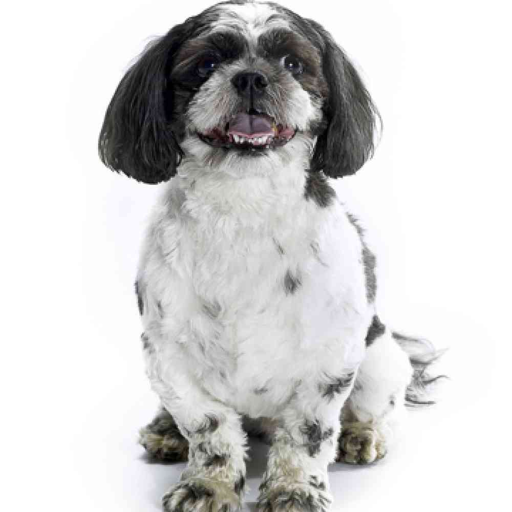 Shipoo Puppies for Sale image