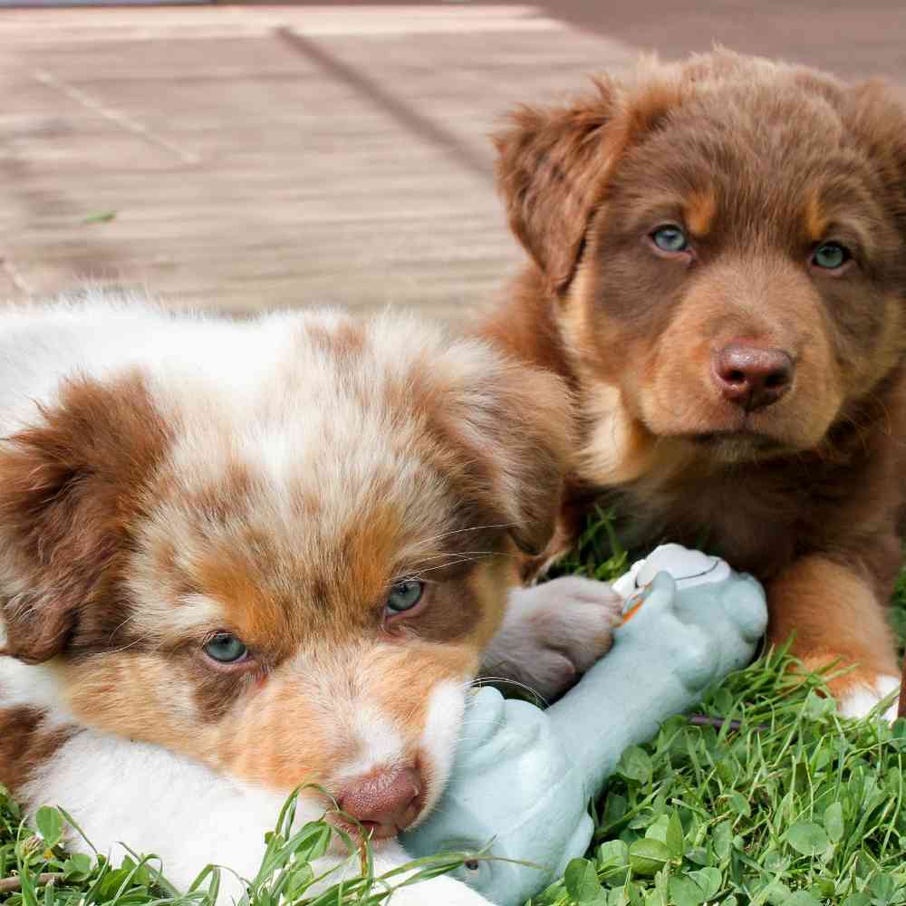 Australian Shepherd Puppies for Sale image
