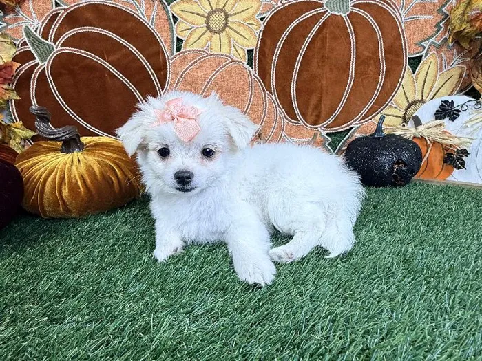 Female Maltese-Chihuahua Puppy for Sale in Arlington, TX
