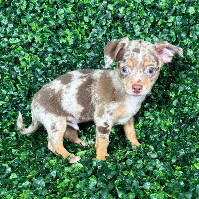 Male Chihuahua puppy named Brownie for sale at Puppy Dreams - Missouri City.